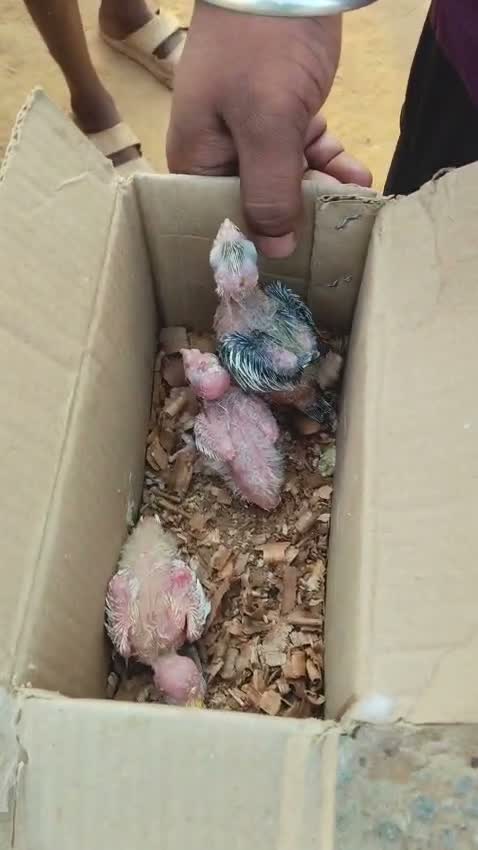 Pineapple Headed Conure, farm video