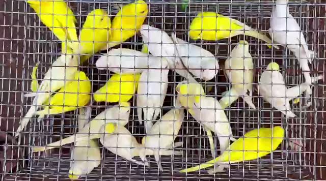 Red-rumped Parakeet, farm video
