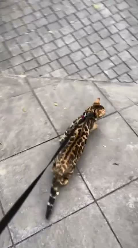 Bengal Kitten, farm video