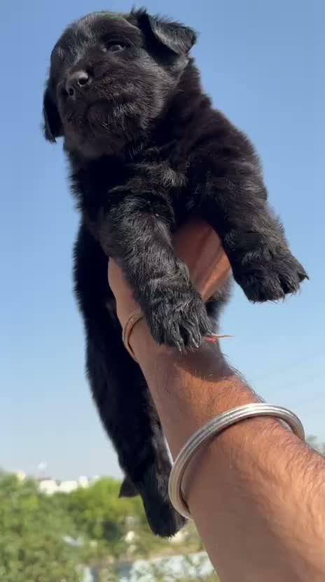 German Shepherd Puppy, farm video