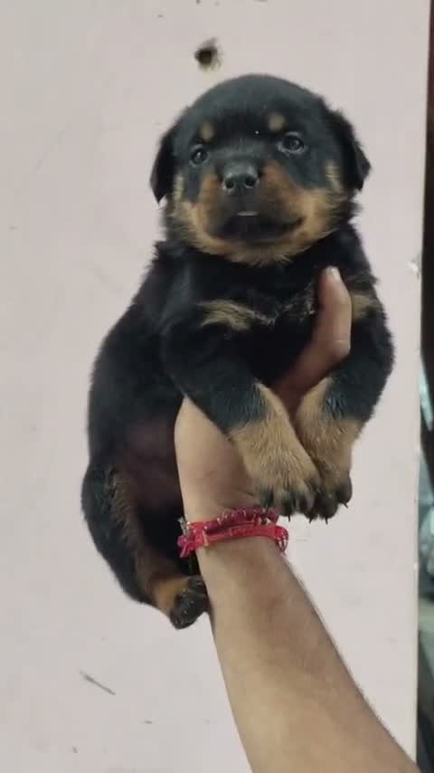 Rottweiler Puppy, farm video