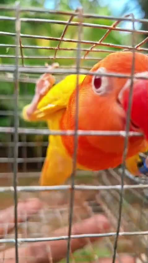 African Love Birds | Lutino, farm video