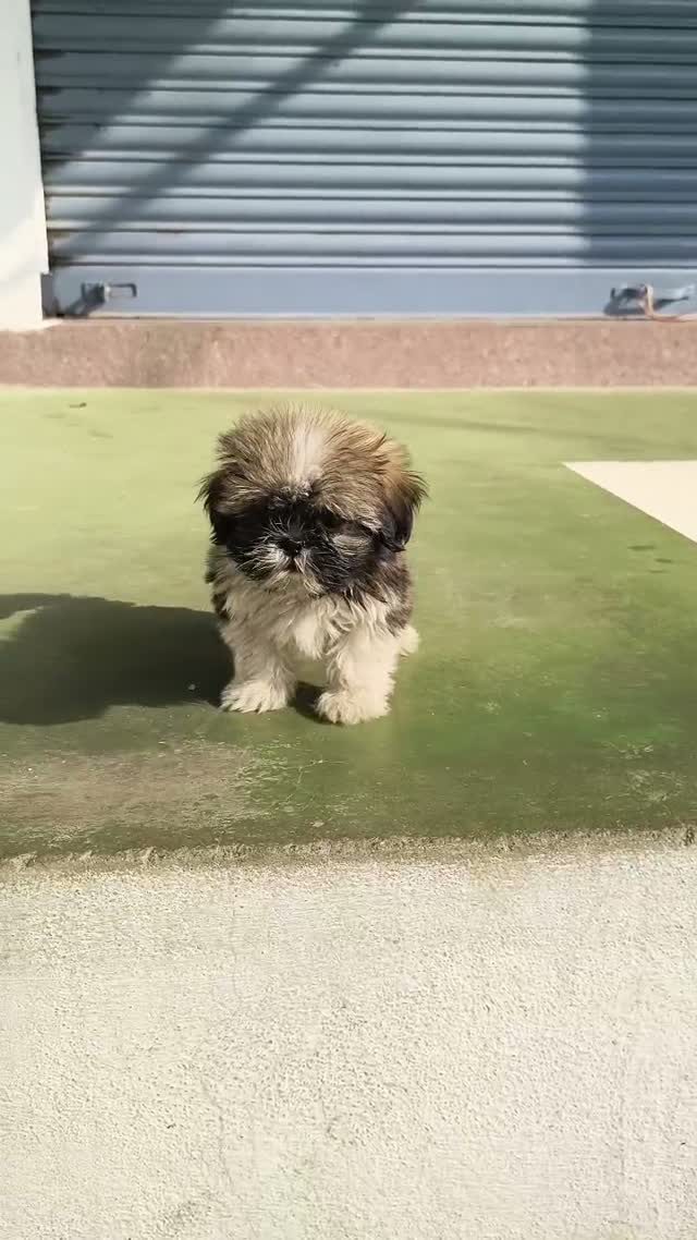 Shih Tzu | Black Color, farm video