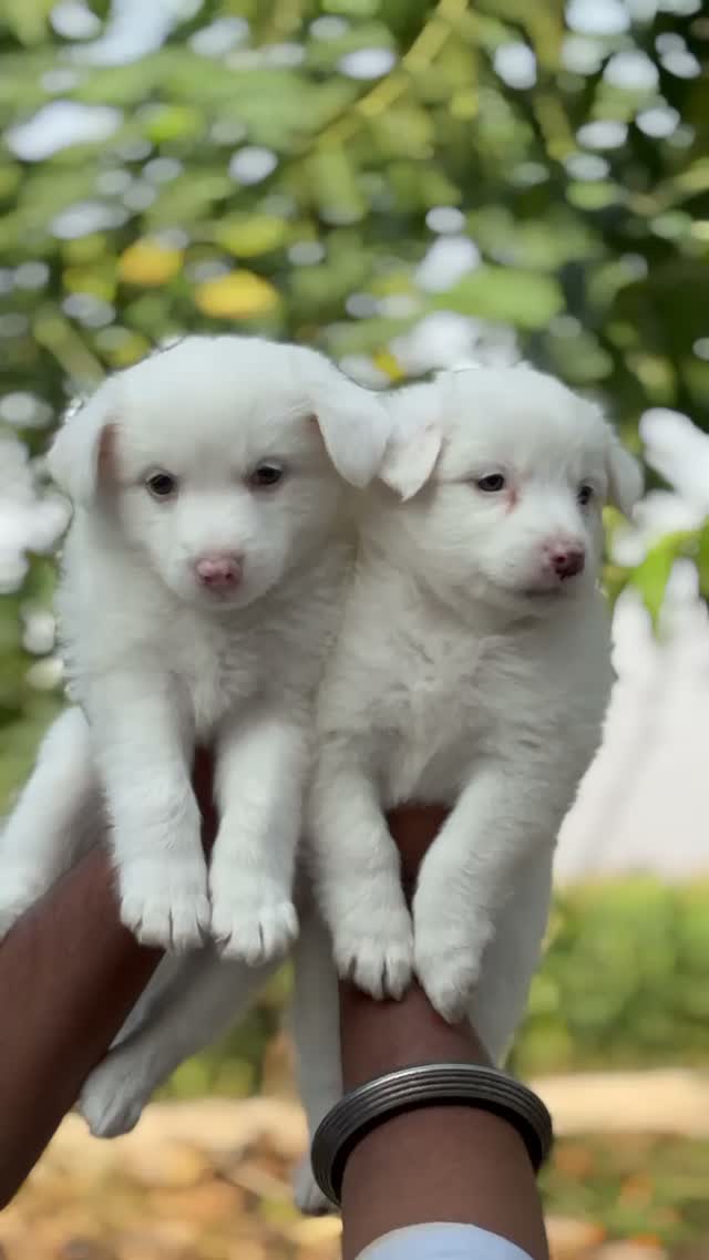 Dachshund Puppy | Brown & Tan, farm video