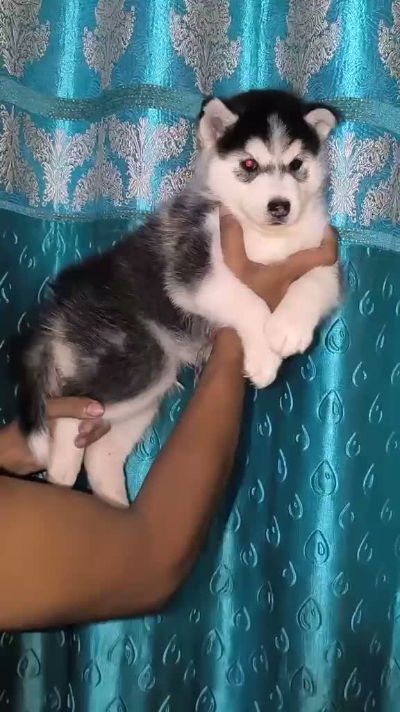 Siberian Husky Puppy | Black & White Color, farm video