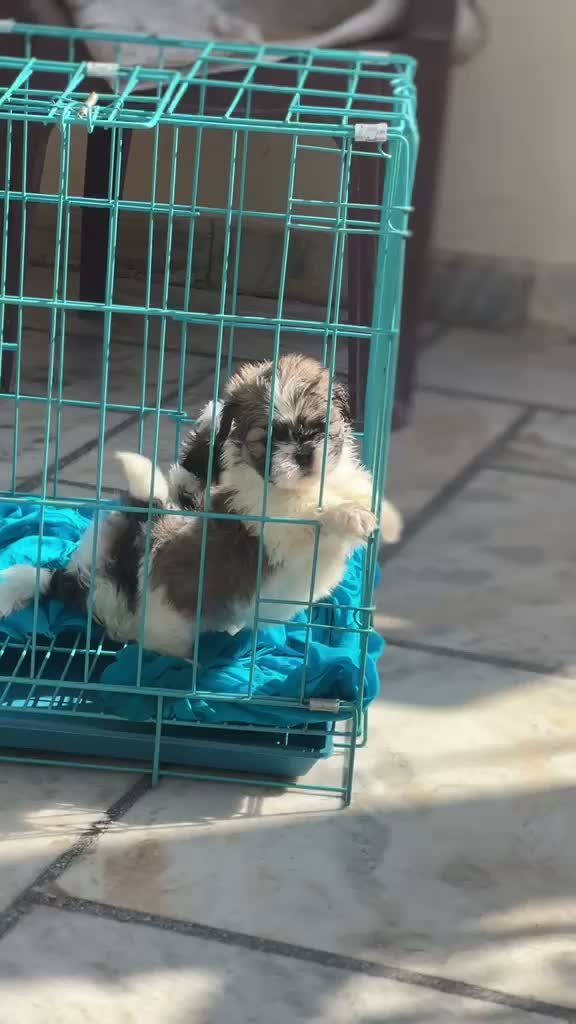 Shih Tzu | Black Color, farm video