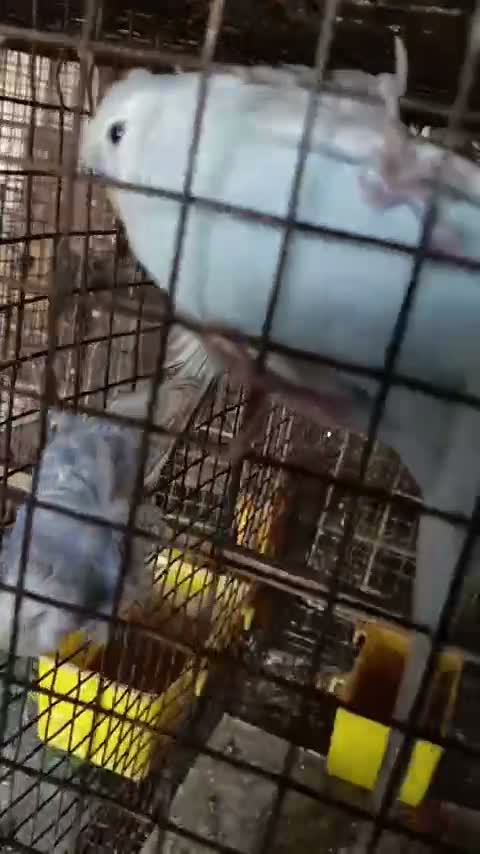 Helicopter Budgies, farm video