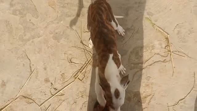 Dachshund Puppy | Brown & Tan, farm video