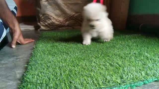 Chow Chow Puppies, farm video