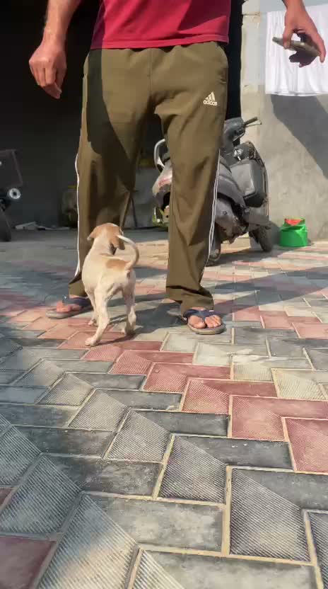 American Bully XXL Size Puppy, farm video