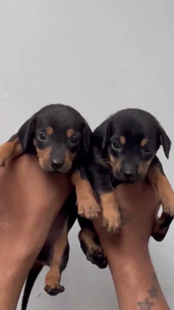 Dachshund Puppy | Brown & Tan, farm video