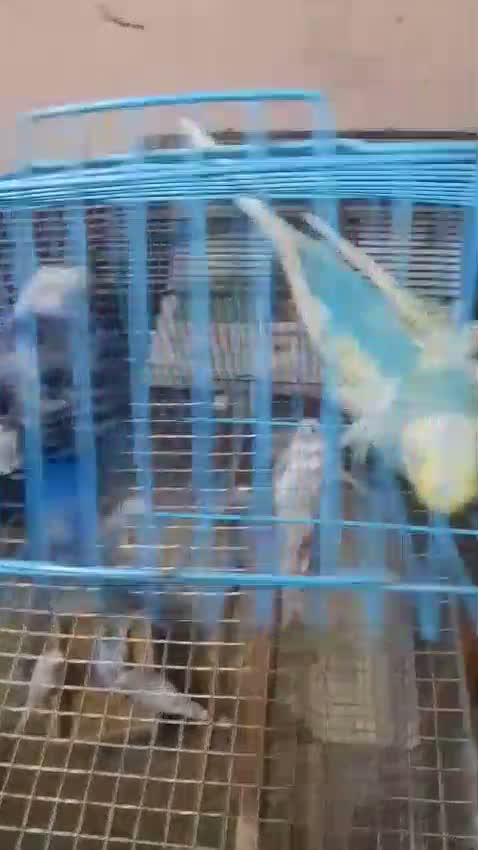 Hogoromo Budgies, farm video