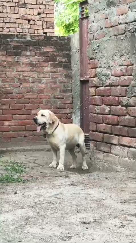 Beagle Black & Tan Puppy, farm video