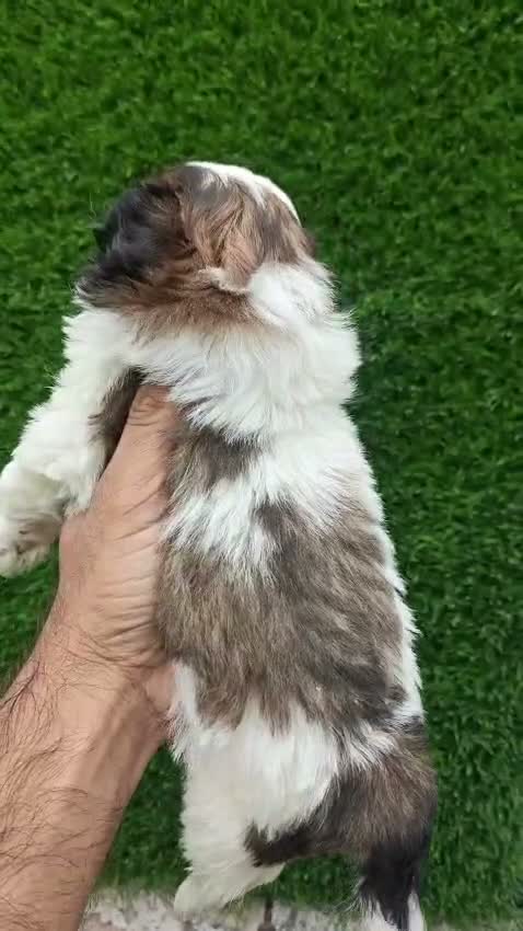 Shih Tzu | Black Color, farm video