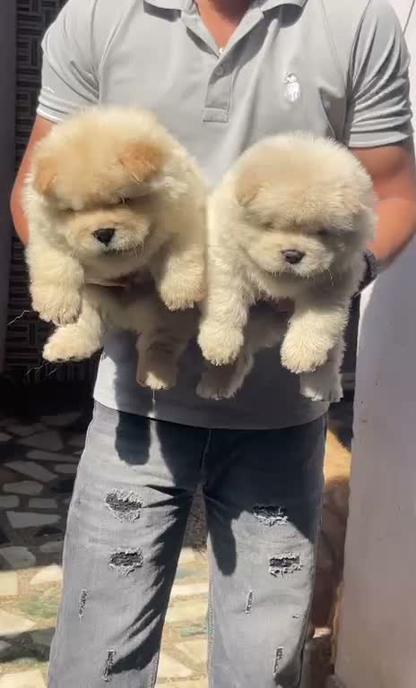 Chow Chow Puppies, farm video