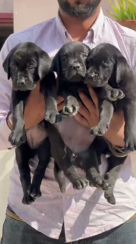 Dachshund Puppy | Brown & Tan, farm video