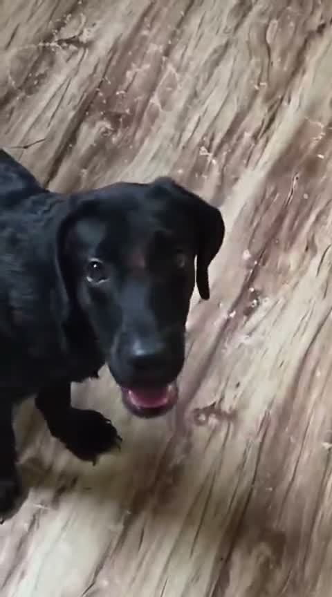 Beagle Black & Tan Puppy, farm video