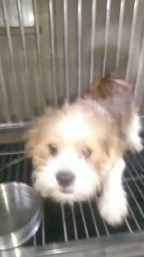 Pitbull Terrier Puppy, farm video