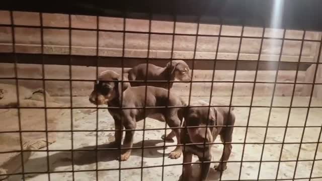 Dachshund Puppy | Brown & Tan, farm video