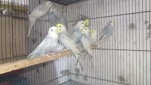 Budgies | Fallow, farm video