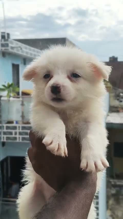 Dachshund Puppy | Brown & Tan, farm video