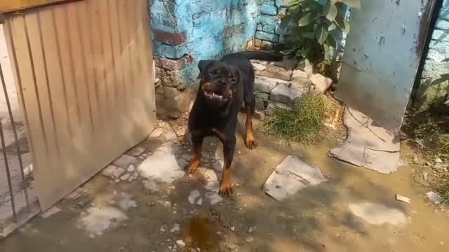 Rottweiler Puppy, farm video