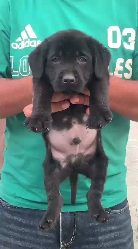 Beagle Black & Tan Puppy, farm video