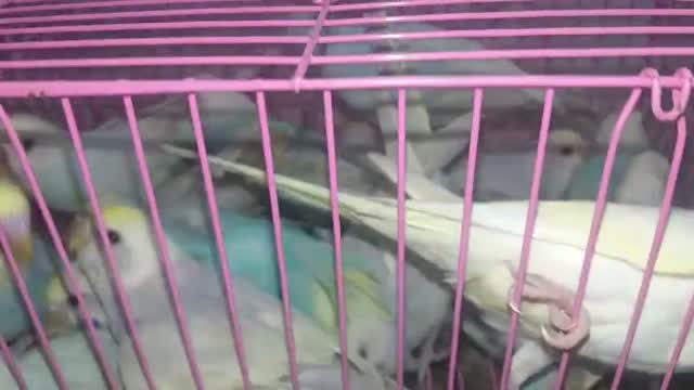 Budgies | Fallow, farm video