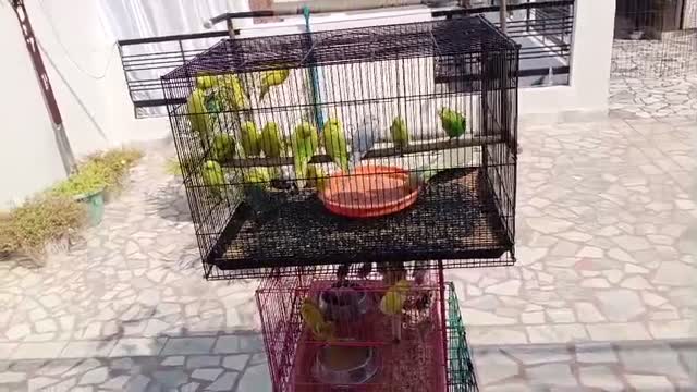 Budgies | Fallow, farm video
