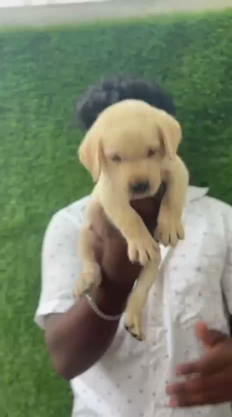 Dachshund Puppy | Brown & Tan, farm video