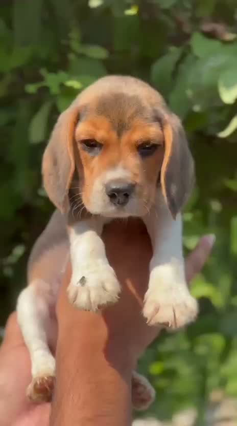 Beagle Black & Tan Puppy, farm video