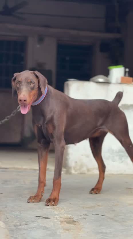 Dachshund Puppy | Brown & Tan, farm video