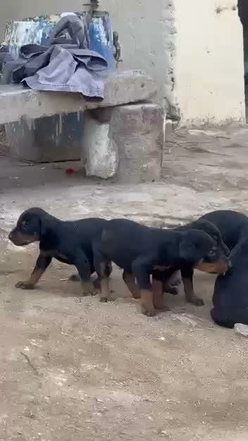 Doberman Pinscher Puppy, farm video
