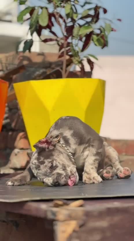 American Bully XL Size Puppy, farm video