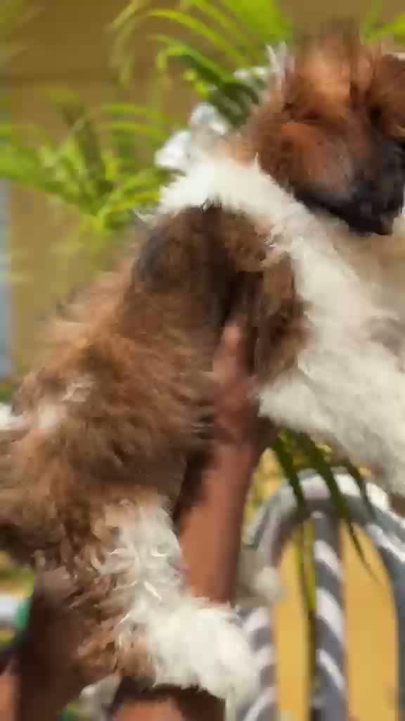 Dachshund Puppy | Brown, farm video