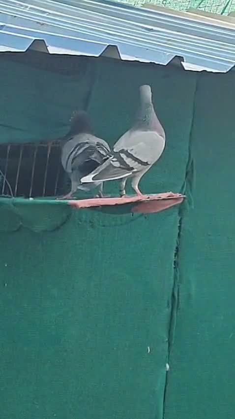 Satin Pigeon, farm video