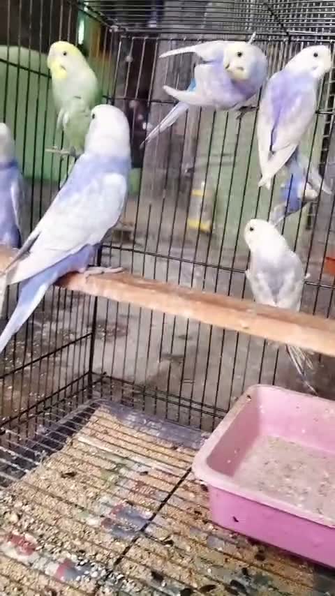 Budgies | Fallow, farm video