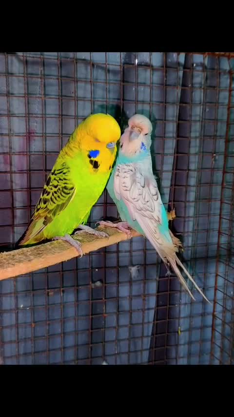 Holland Budgies, farm video