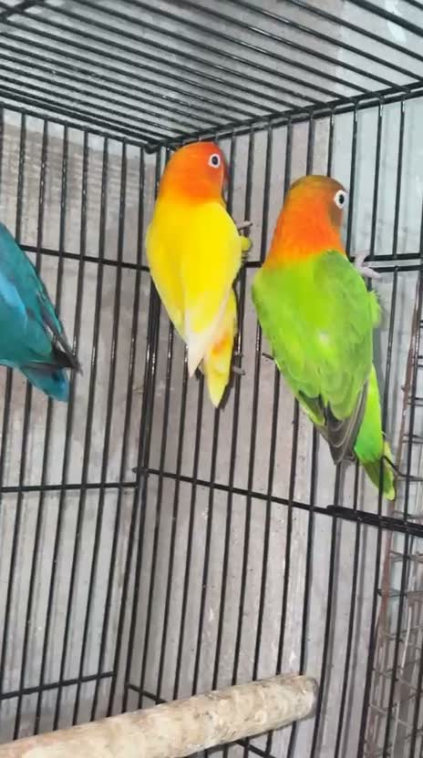 African Love Birds | Opaline, farm video