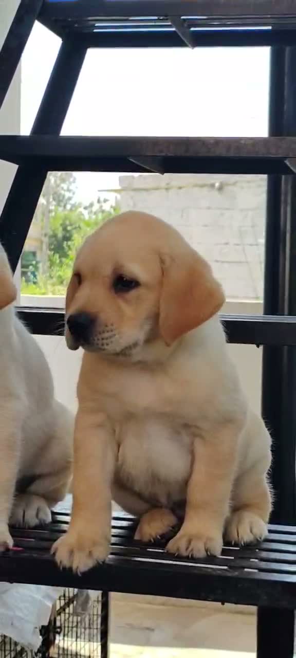 Beagle Black & Tan Puppy, farm video