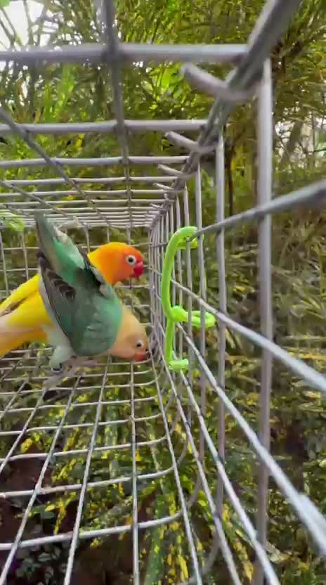 African Love Birds | Opaline, farm video