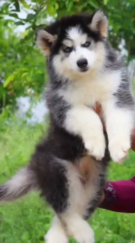 Siberian Husky Puppy | Black & White Color, farm video