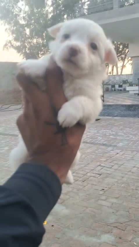 Pomeranian Puppy, farm video