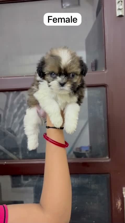 Shih Tzu | Black Color, farm video
