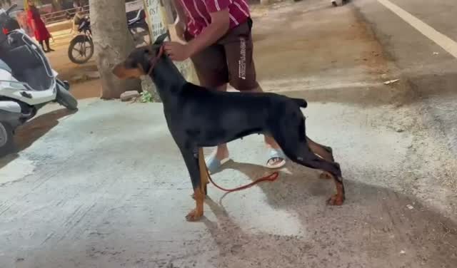 European Doberman Puppy | Black & Tan, farm video