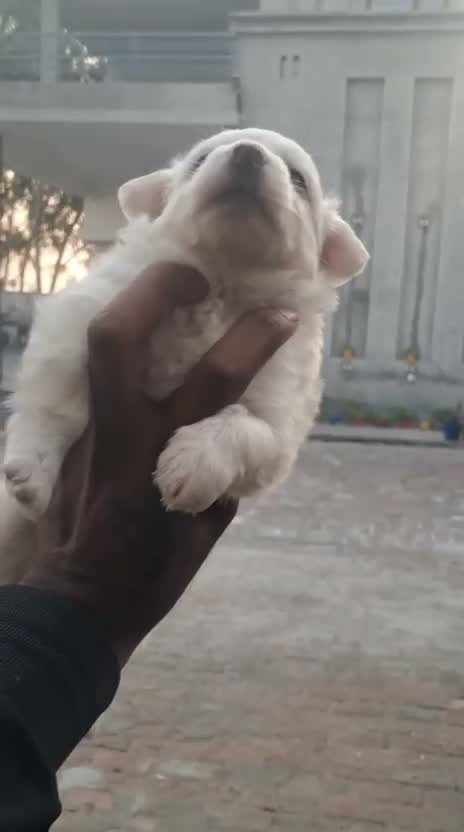 Pomeranian Puppy, farm video