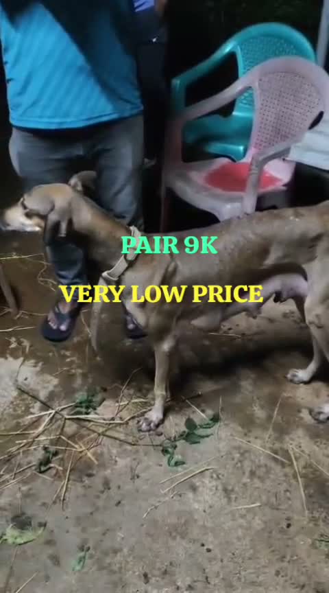 Chippiparai Puppy, farm video