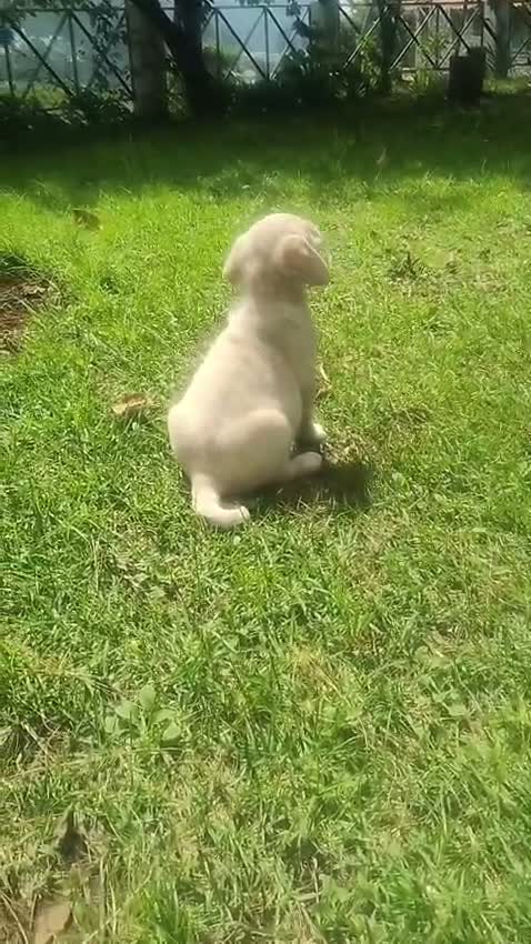 Dachshund Puppy | Brown & Tan, farm video