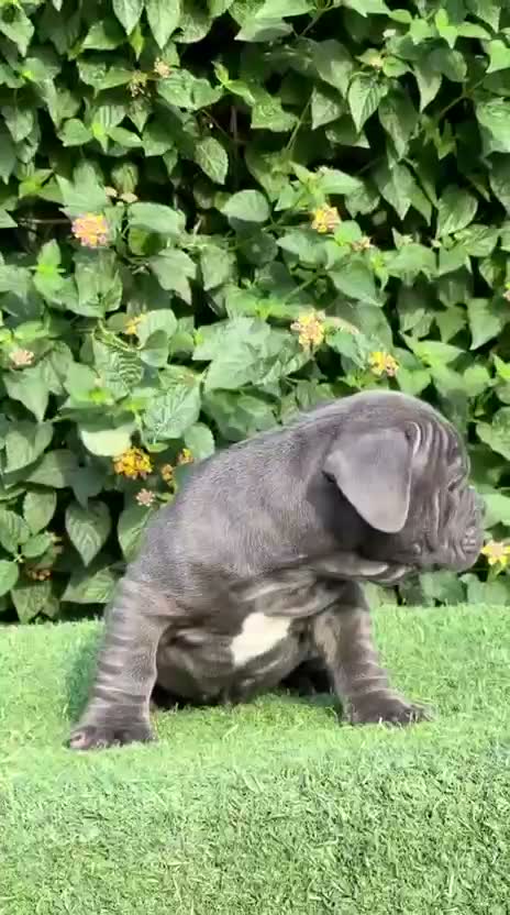 American Bully XL Size Puppy, farm video
