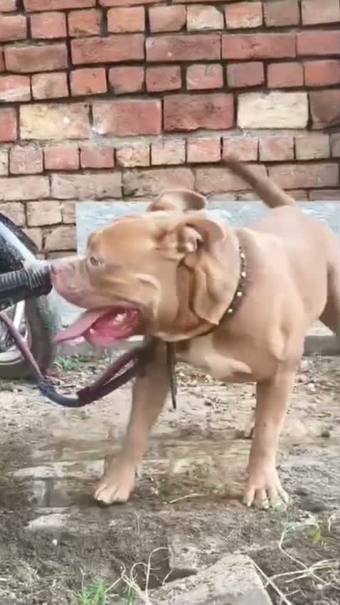 American Bully XL Size Puppy, farm video